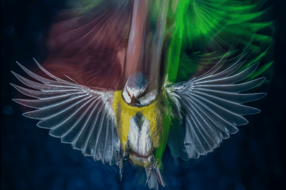 mésange bleue 25 01 2026